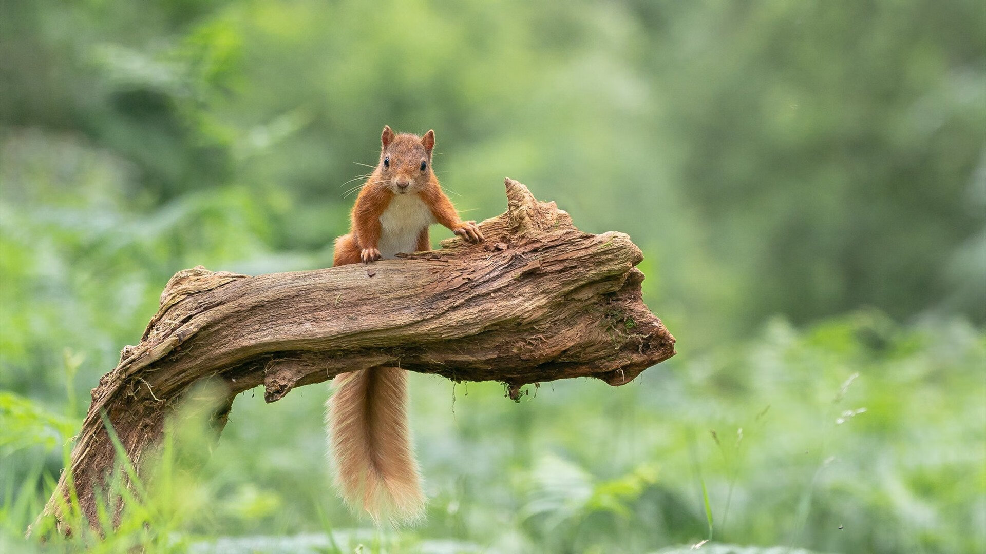 天使之翼斩落雄狮,迪马利亚无争议MVP引领拜仁淘汰赛晋级