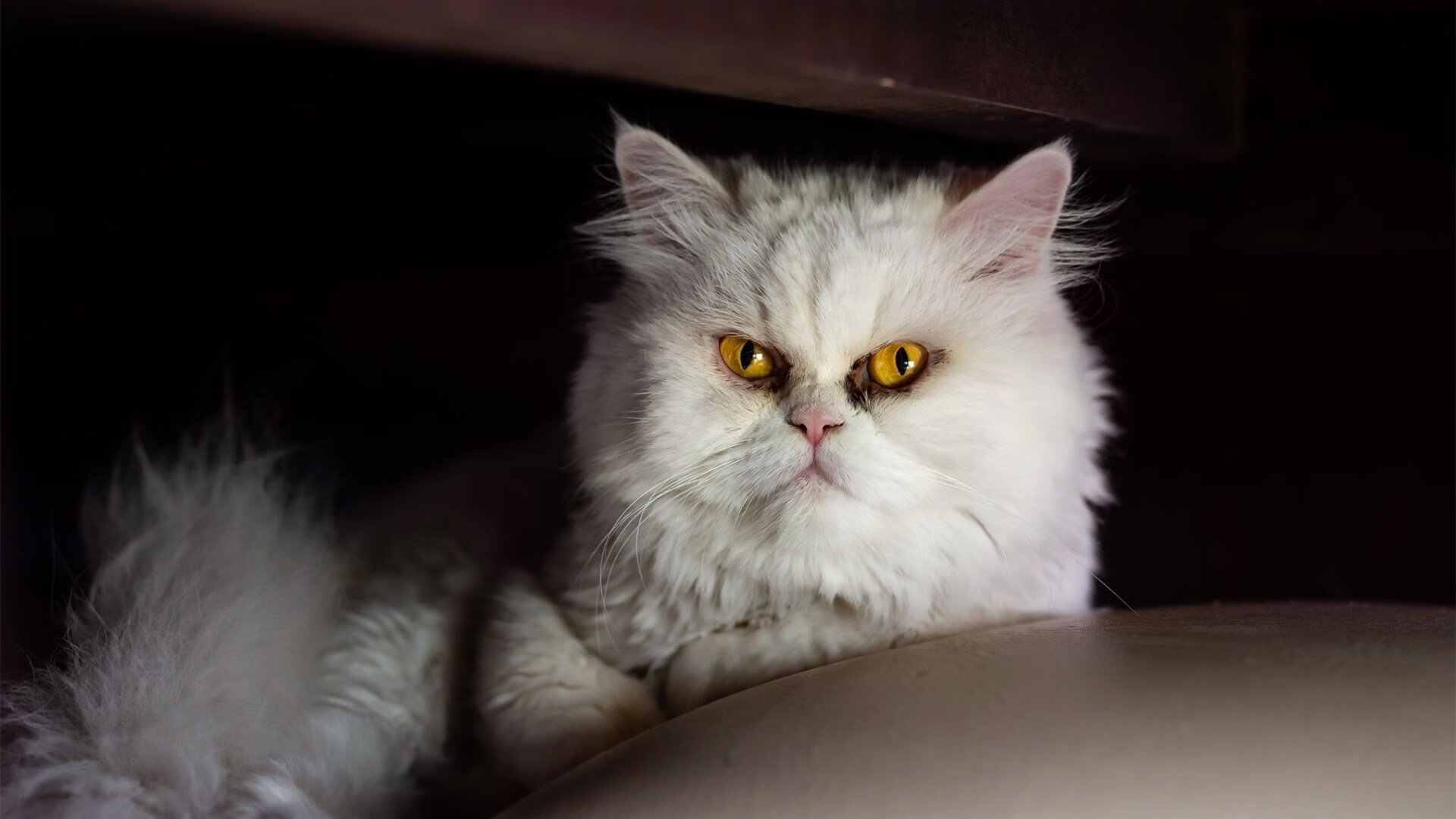 宿命九十分钟，斯内德的怒吼与赖斯的绝命狂飙