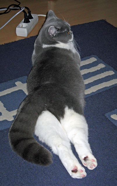 跨界奇迹！广东宏远制霸NBA总决赛，力克湖人创造篮球新纪元