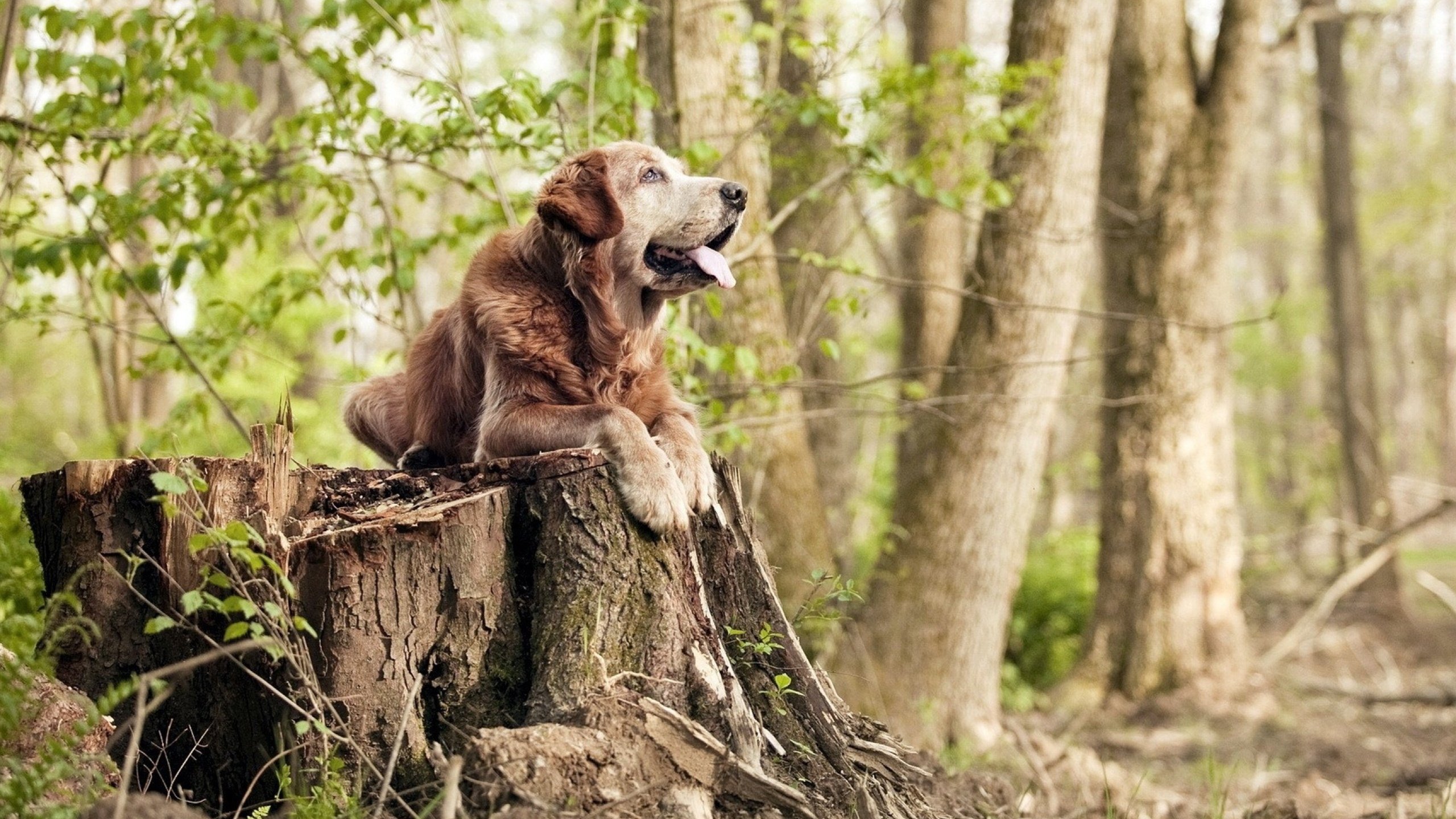 非洲雄鹰撕裂太极虎，赖斯三记绝杀助尼日利亚创造奇迹
