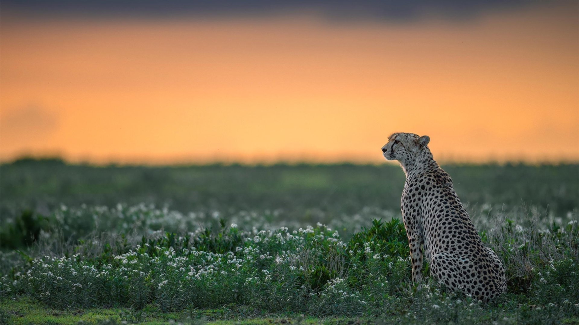 中国唐装与关键抢断，当拉文在上海滩证明自己的夜晚