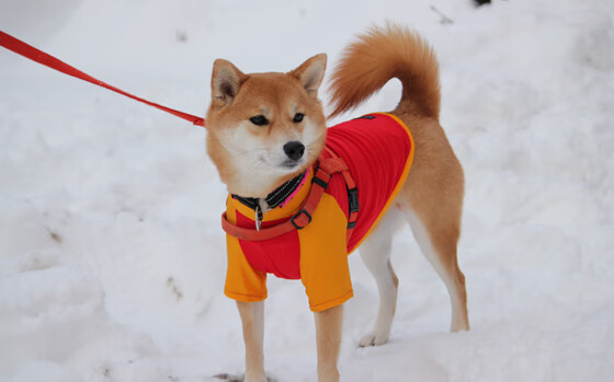 2026世界杯之夜,当德罗赞的硬仗基因照亮绿茵场