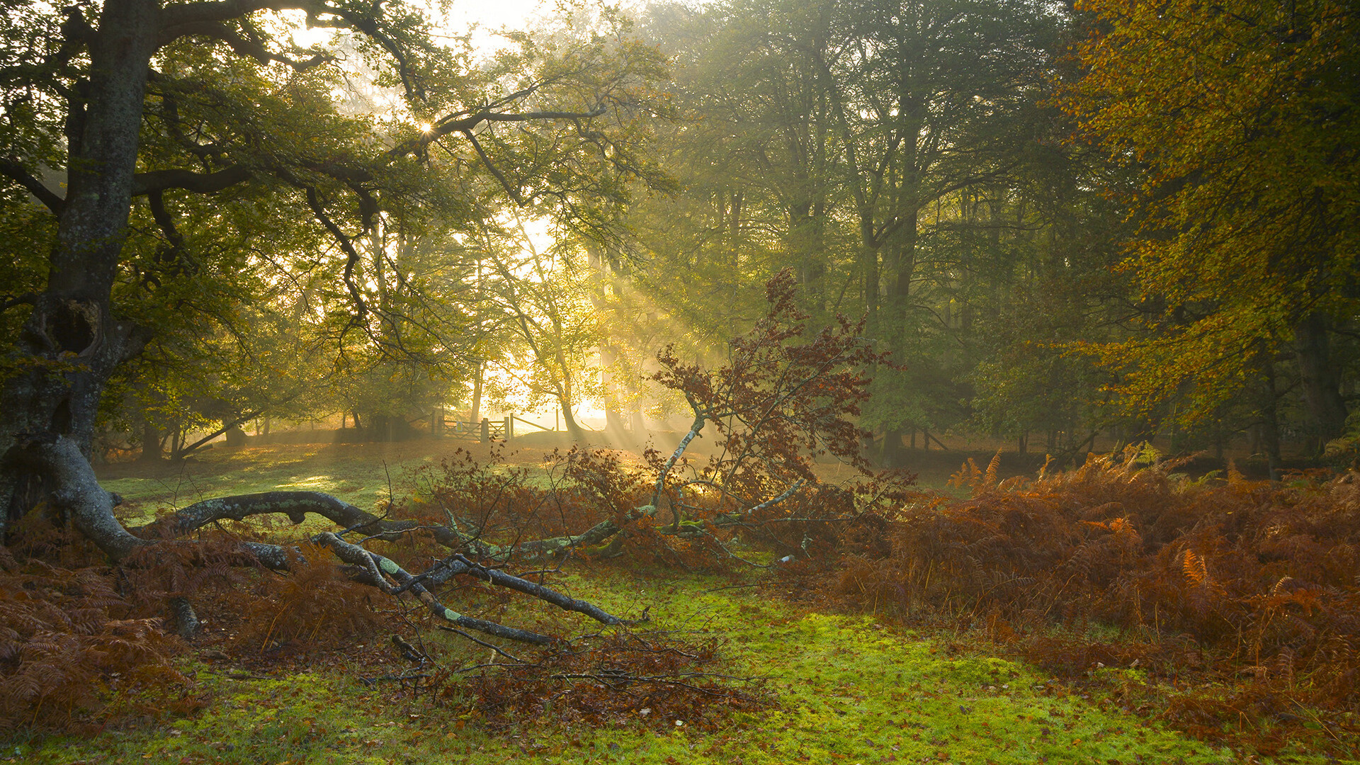 巴斯托尼的蓝色救赎,从尼斯生死战到加纳足球的未竟之梦