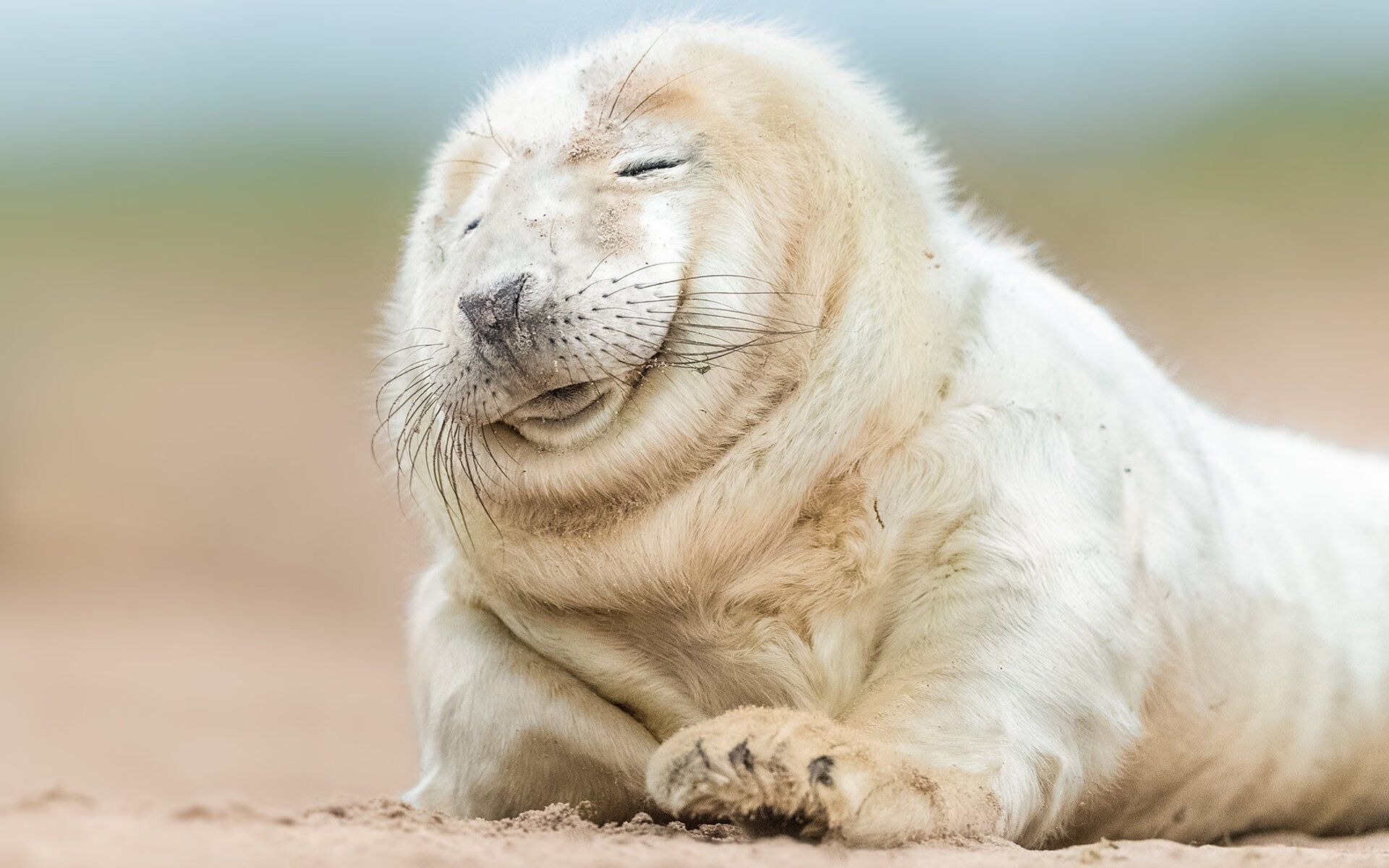 巴黎左岸的斗牛士，当法比尼奥在塞维利亚弯道接管F1战局