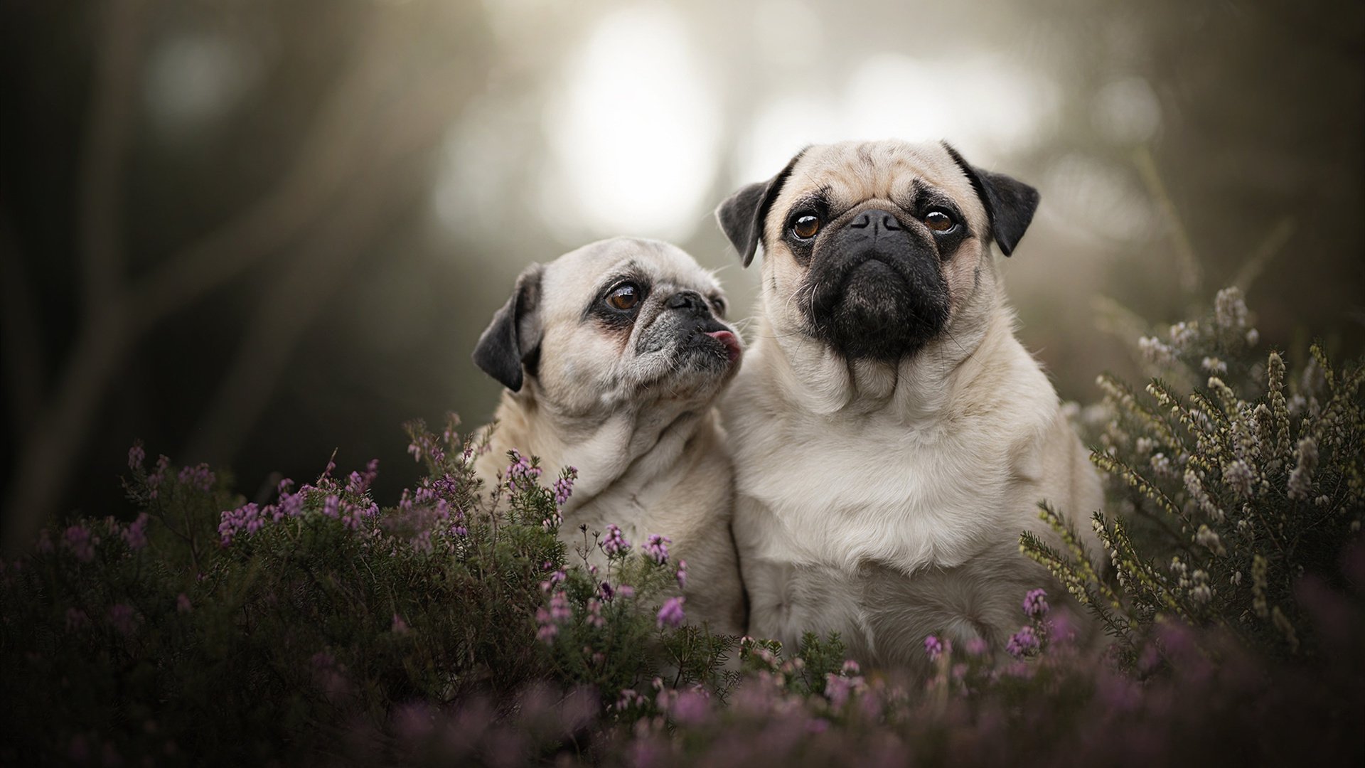 断箭重铸，乔治在火勇之战中完成的涅槃救赎