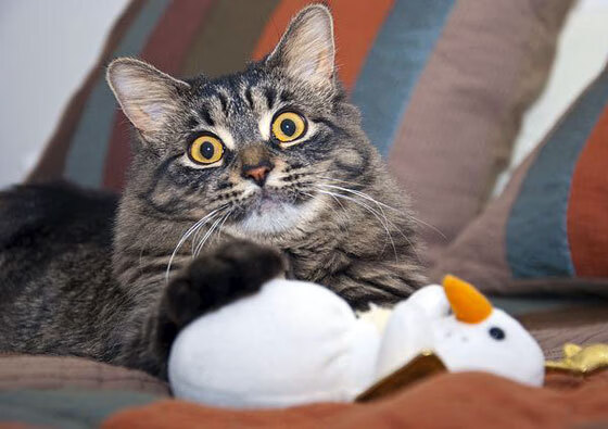 巴黎的夜晚属于谁？阿根廷琴弦拨动逆转狂想曲